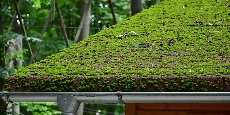 Roof Moss