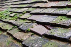 Roof With Flat Tiles Green Algae Break Tile Leaking Problems